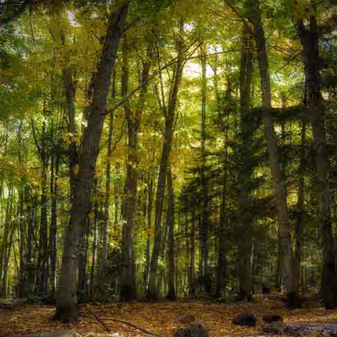 sous bois automne